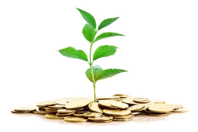 Evergreen niches (plant growing from money)